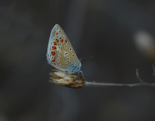 butterfly on a leaf