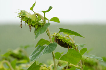 green caterpillar on a leaf