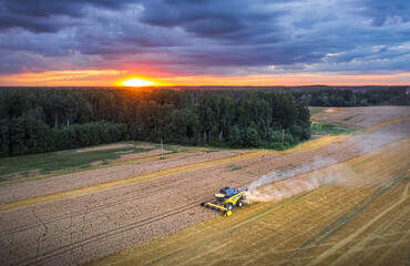 Fototapeta premium Combine harvesting crop field at colorful sunset colors. Harvest time in farm at stormy weather and dark clouds. 