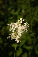 queen of the meadows