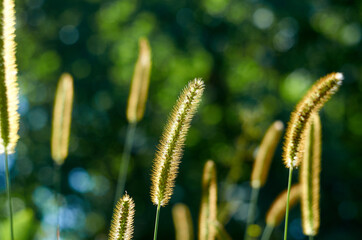 Setaria viridis wild grass on sunlight