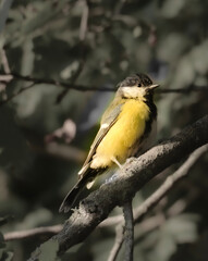 yellow wagtail on a branch