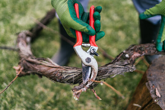 Close-up Of Hands With Pruning Shears Trimming A Branch Of A Tree In The Home Garden With Green Grass