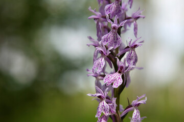 Purple flower on a background of natural vegetation, macro.
