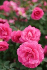 薔薇