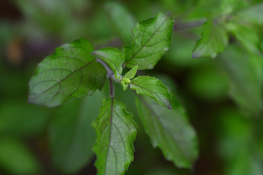 dark green color of holy basil