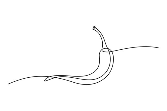 Chili pepper in continuous line art drawing style. Hot spice chilli black linear sketch isolated on white background. Vector illustration