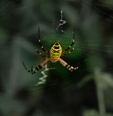 spider on the web