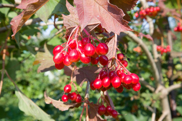 Red viburnum on a branch in the garden on a sunny day Macro close up photo