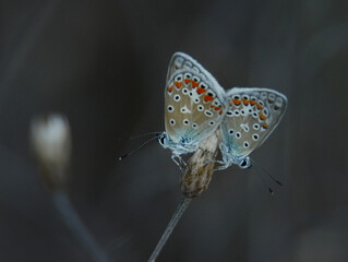butterfly on a leaf