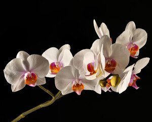 Fototapeta na wymiar orchid flowers macro 4k color color brightness holiday on black background