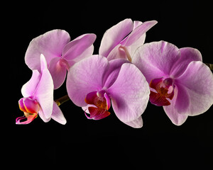 orchid flowers macro 4k color color brightness holiday on black background