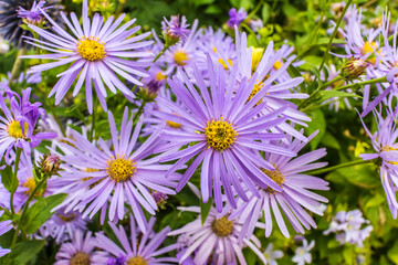 Aster Frikartii 'Monch' a lavender-blue herbaceous perennial in a herbaceous border.