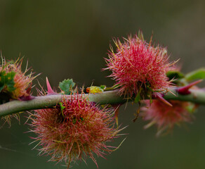 flower of a thistle