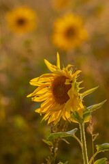 close up of a sunflower with blurred sunflowers in the background