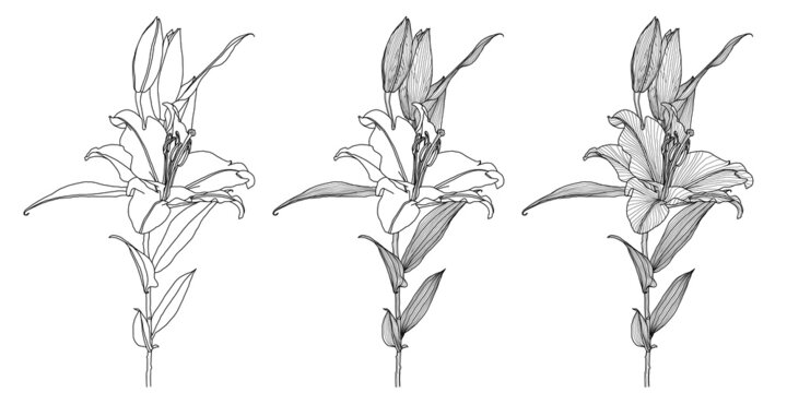 Realistic three drawings of lily flower with leaves and buds, black line graphics on white background, modern digital art. Design elements for decorating printed products, invitations, postcards.