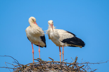 Storks standing in nest on sunny day in summer