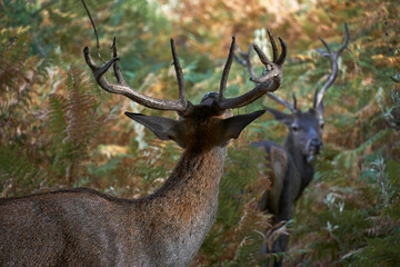 young deer (Cervus elaphus) in Mediterranean forest smelling hormones from female in Ojen,...