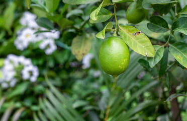 Fresh organic green lemon hanging on the tree in the garden