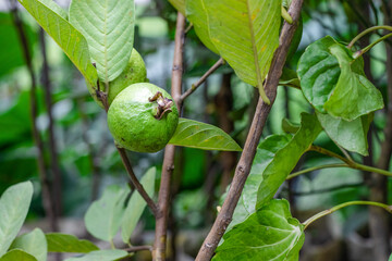 Fresh organic healthy guava fruit on the tree in the garden