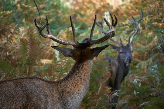 young deer (Cervus elaphus) in Mediterranean forest smelling hormones from female in Ojen, Marbella. Spain.