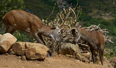 Naklejka na ściany i meble fight of young deer (cervus elephus) measuring their strength in time of bellowing in Ojen, Marbella. Spain