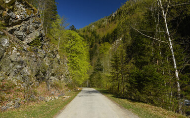 Driving along wild beech tree forests in Latorita Valley, on a high altitude mountainous road. Capatanii Massif, Carpathia, Romania. Springtime.
