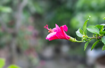 Indian joba or hibiscus rosa sinensis flower in the garden close up with soft bokeh background