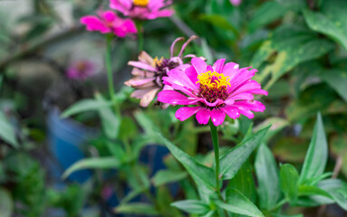 Obraz premium Pink zinnia flower close up in the garden with blur background