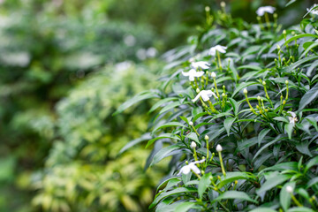 Selective focused white flowers tree with green leaves on soft bokeh background with copy space