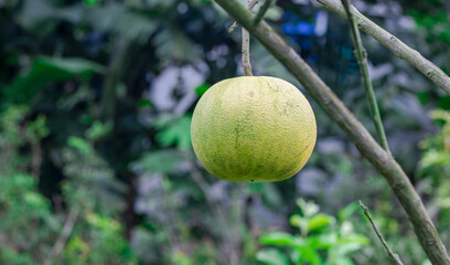 A ripe pomelo fruit on the tree close up in the garden