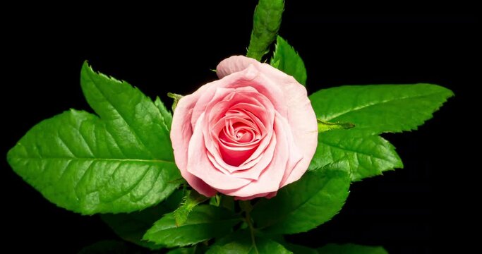 薔薇の開花タイムラプス