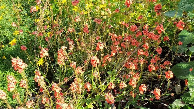 Diascia personata a summer flowering plant with an pink summertime flower commonly known as  masked twinspur, video footage clip