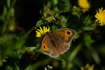 butterfly on flower