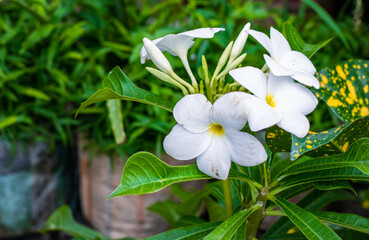 Bloomed white plumeria flower on the tree in the garden