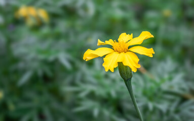 Blossomed marigold flower close up in the garden with copy space