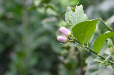 Two pink lemon flowers on a growing branch in the garden with copy space