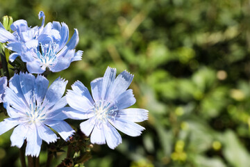 Beautiful blooming chicory flowers growing outdoors, closeup. Space for text