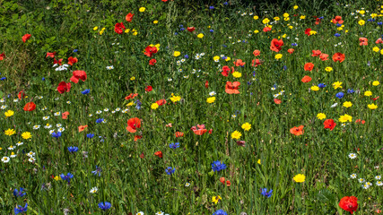 Angelegte Bienenwiese