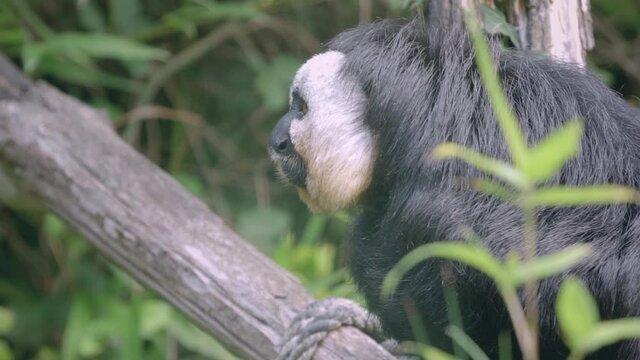 saki de profil sur un tronc d'arbre