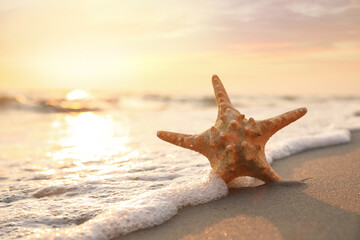 Fototapeta na wymiar Beautiful sea star in sunlit sand at sunset, space for text