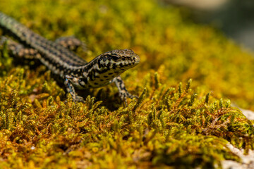 Eidechsen auf Korsika