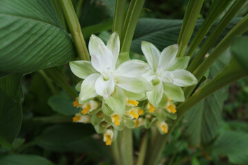 fresh white Turmeric or Curcumin flowers in the garden. The flowers are inflorescences stabbed straight out of the rhizome, inserted between the white conical petals.