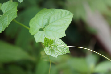 young shoots of fresh bitter gourd leaves. Momordica charantia L. Herbs that help fight free radicals.