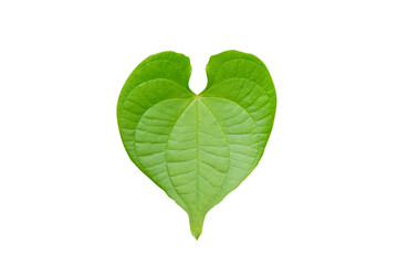 Green heart shaped leaf isolated on white background with clipping path.  Green leaf of Houttuynia cordata Thunb.