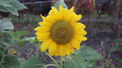 sunflower in the garden