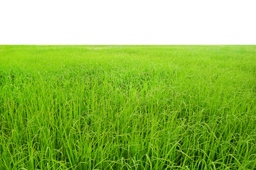 Obraz na płótnie Canvas Field of green young rice isolated on white background with copy space.
