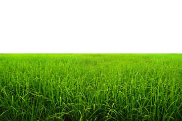 Field of green young rice  isolated on white background with copy space.