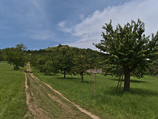 Fototapeta na wymiar Agricultural path leading through green meadow orchards on the foot of Limburg mountain near Weilheim an der Teck, Germany.