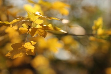 foglie di acero in autunno